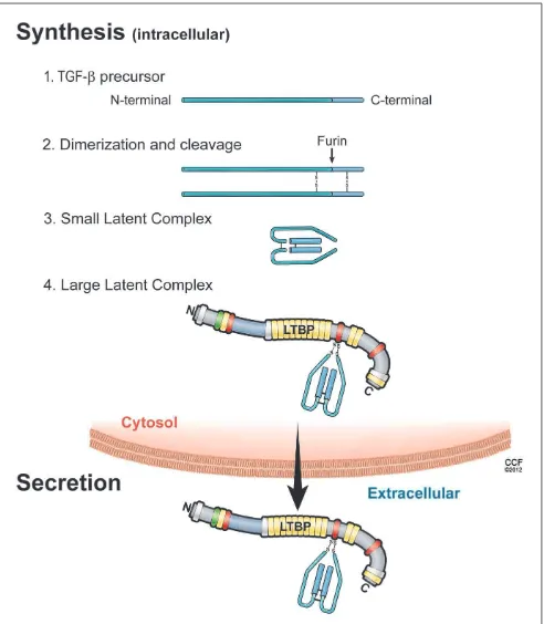 FIGURE 1 | Illustration of the sequential steps in the synthesis ofTGF-βTGF-latent complex and secretion