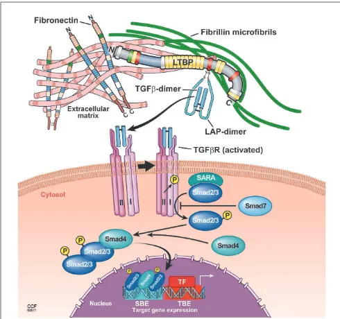 FIGURE 2 | Proposed model ofTGF-βreceptor binding site is induced. Binding of active TGF-receptor type II leads to the phosphorylation and recruitment of TGF-signaling.complex and/or conformational change such as exposure of the TGF-receptor type I into a 