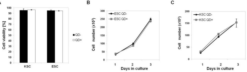 Figure 1. Cell viability and population growth following QD labelling. A) KSC and ESC viability measured by trypan blue exclusion from QD-QDESCs (ESC QDlabelled (QD+ - black bar) and unlabelled cells (QD2 - grey bar) immediately after QD labelling