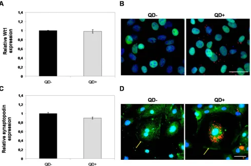 Figure 3. QDs do not affect the expression of lineage-specific markers in mouse KSCs. A) QPCR analysis of the KSC marker,localisation in both unlabelled (QDculture did not show any significant difference in expression levels.reference gene used for QPCR wa
