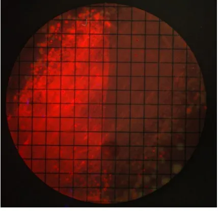 Figure 2.  Microcosm filter-membrane biofilm viewed under the QLFD lighting system.  