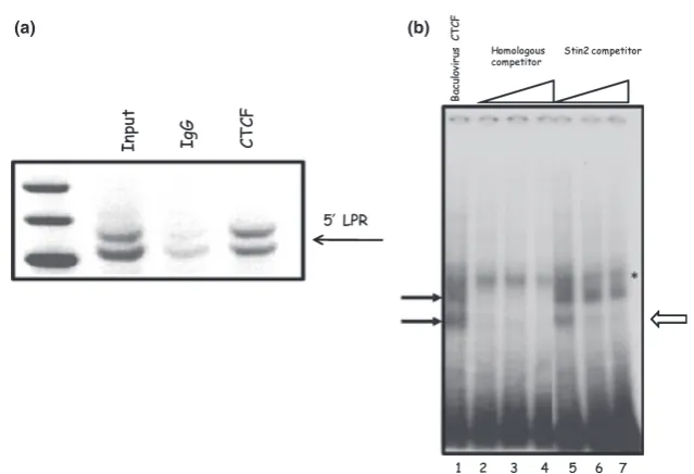 Fig. 5 CTCF binds the 5lower bands respectively). (b) EMSA analysis of CTCF binding to arepeat element of the 5¢-LPR VNTR of the SLC6A4 gene
