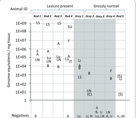 Table 1: Comparison of nested and real-time PCR results from 39 grey skin samples