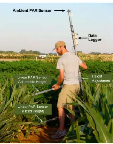 Figure 1. Apparatus for measurement of light within field grown sorghum canopies.                         
