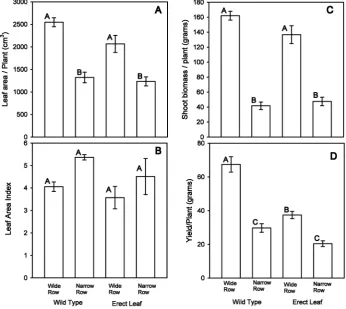 Figure 5. Canopy leaf area indices (left) and yield response (right) of erect leafed and con- ventional sorghums