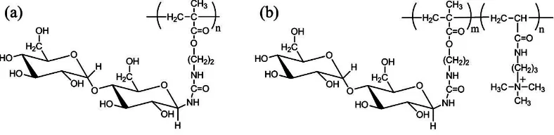 Figure 1. Chemical structures of a series of maltose-pendant polymers: (a) maltose-pendant polymer; (b) the copolymer of maltose-pendant monomer and DMAPAA-Q