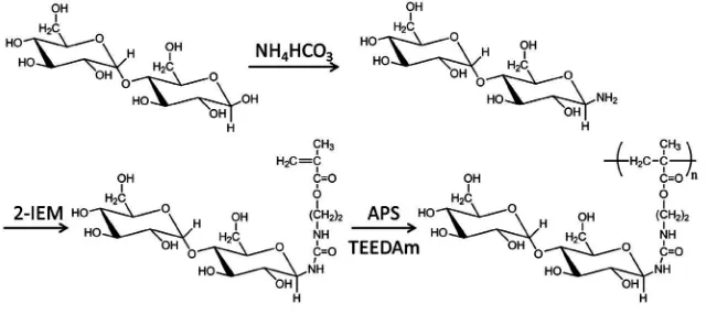 Figure 2. Synthesis of maltose-pendant polymer (MPP).                         