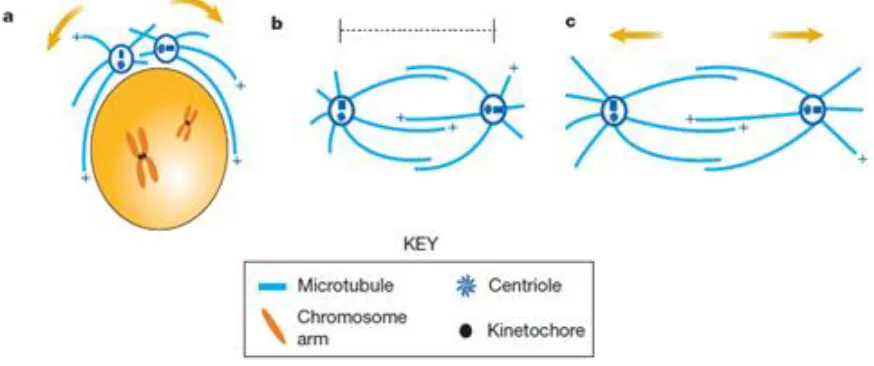 Figure 6. Spindle pole and chromosome movements during mitosis (adapted from Sharp et al., 2000)