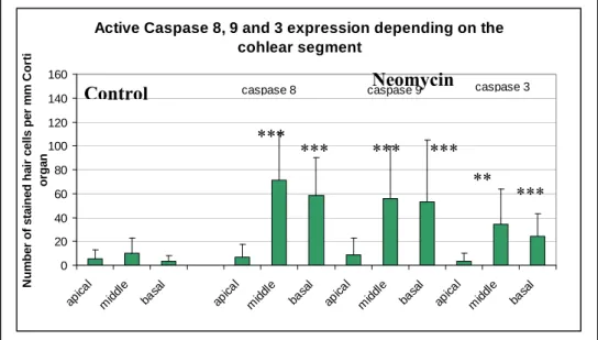 Figure 4. The average number of hair cells in the segments of the Corti organ marked for  caspase 3, 8 and 9 after 6 hours of neomycin contact, compared to the stained cells in the 