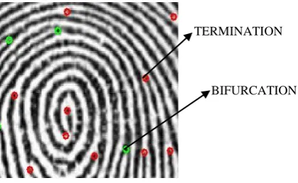 Fig 1: Fingerprint image showing termination and bifur-cation 
