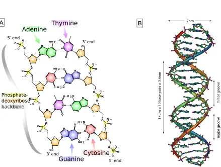 Figure 2.1: Double-stranded DNA. (A) The nucleotides are joined via phosphodiesterbonds