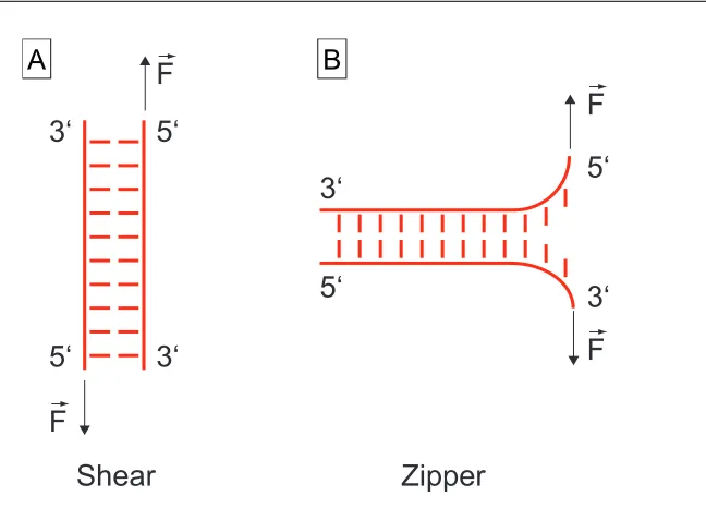 Figure 2.2: Two geometries to melt a DNA helix. (A) In shear geometry the force applied in the direction of the longitudinal axis of the duplex and the entire helix is loaded.F⃗ is(B) In zipper geometry, the base pairs are melted separately from one end to the other.