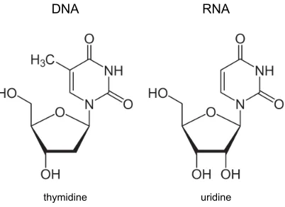 Figure 2.3: Structural diﬀerences between DNA and RNA molecules. DNA is composedof 2-deoxy D-ribose, while RNA is built of D-ribose molecules