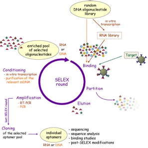 Figure 2.4: The SELEX process. Starting point is a large random DNA or RNA library.The single-stranded oligonucleotides are incubated with the target of choice.Stronglybound complexes are separated and these oligonucleotides are ampliﬁed