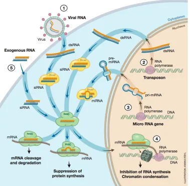 Figure 2.6: Small RNA biogenesis. siRNA precursors are long double-stranded RNA se-quences that are either taken up from the enviroment (1 and 5) or orginate from endoge-neous sources like transposons (2)