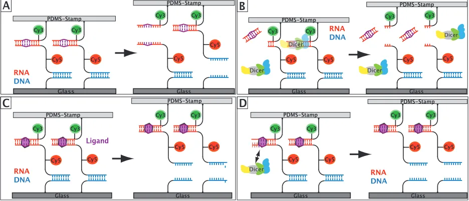 Figure 4.3: The molecular setup for the detection of the selective inhibition of Dicer activity.(A) The initial value of the Normalized Fluorescence is measured without the addition ofDicer and ligand