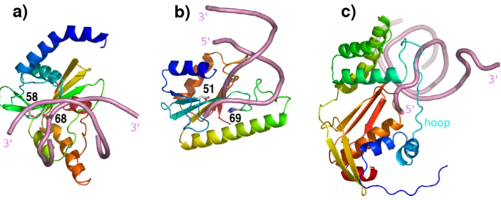 Figure 4Comparison of modes of DNA binding to superimposed nuclease(-like) domainsComparison of modes of DNA binding to superimposed nuclease(-like) domains
