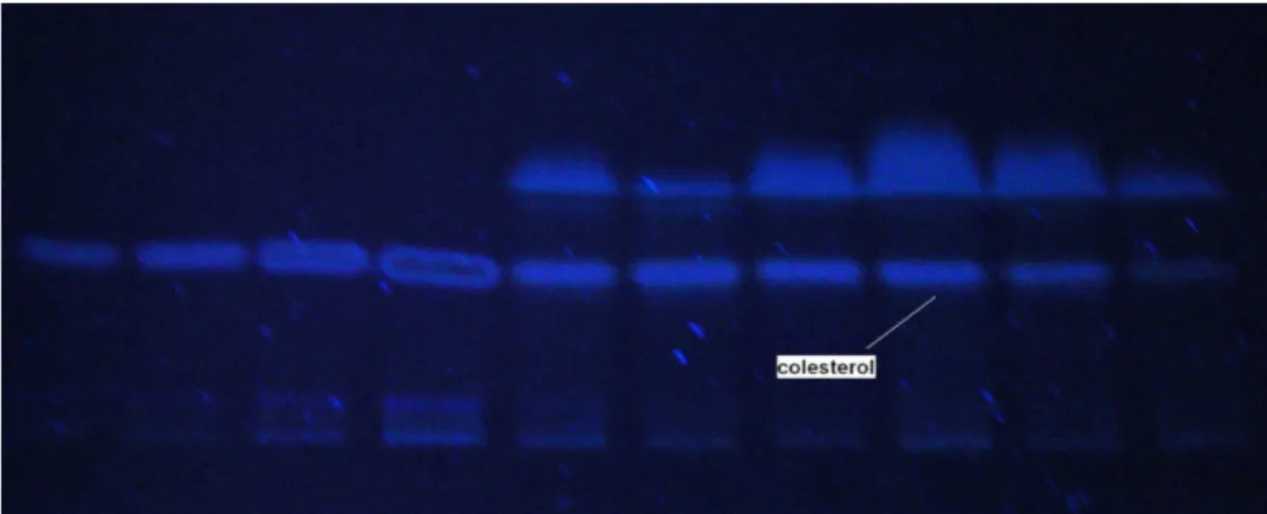 Fig. 5 The separation through thin layer chromatography of neuter lipids in  buffalo milk, after sodium metoxide saponification and the exposition to λ=366 nm 