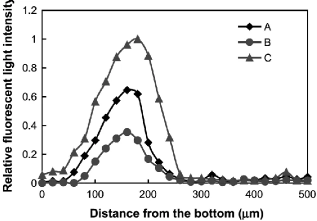 Figure 4  Relative fluorescence intensity profile measured in biofilm of 