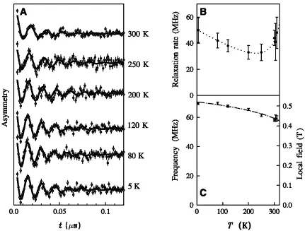 Figure 1: (A) Muon spin rotation data from 1: The oscillations in the asymmetry demonstrate long-range magneticorder at all temperatures measured (up to 310 K) temperature dependence of (B) the relaxation rate of the oscillations(dotted line is a guide to 