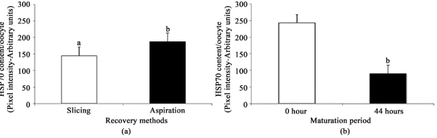 Figure 3. Effect of oocyte recovery method (slicing or aspiration) (a) and maturation period (oocytes before maturation - 0 hour and after maturation - 44 hours) (b) on the average concentrations of HSP70 (pixel intensity × 10−6)