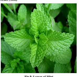 Fig 5: Leaves of Mint 