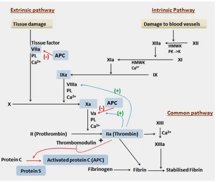 Figure 1-2.  .  Blood clotting cascade (adapted from Rang and Dale (2012)).).  Extrinsic pathway: Any trauma to the tissue-activated endothelial cell leads to exposure of the Tissue Factor