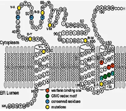 Figure 1-6.  Proposed membrane topology of VKORC1. (adapted from Tie et al., 2005).The 