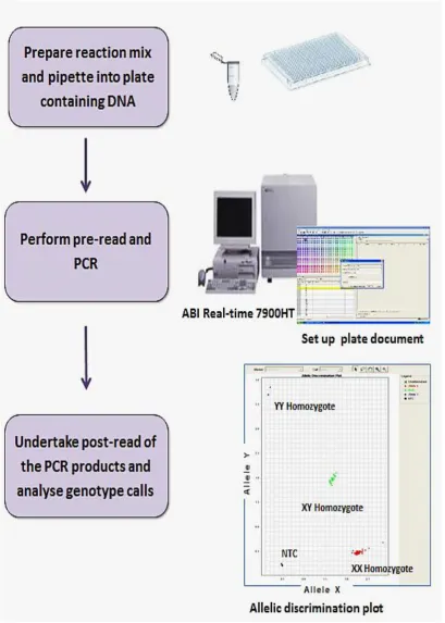 Figure 2-3.  Taqman genotyping procedure. The reaction mix was freshly prepared and pipetted to the dried DNA