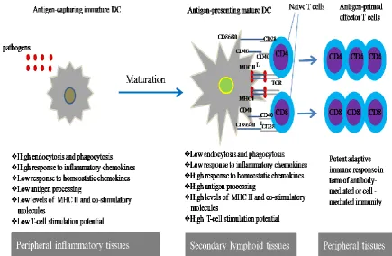 Figure 1.2. Dendritic cells (DCs) have central role in the immune system by generating antigen-specific T cells from naïve T cells