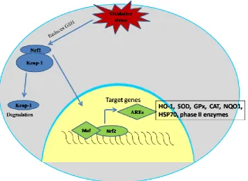 Figure 1.9. Schematic presentation of Nrf2 activation. In resting state, Nrf2 is sequestered in the cytosol via the Keap-1