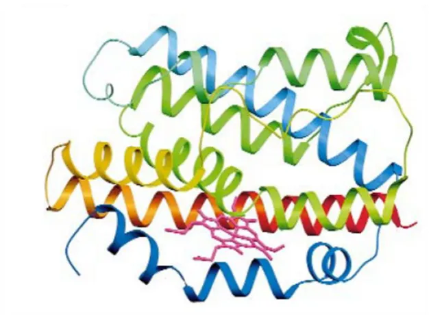 Figure 1.10. Schematic diagram of heme oxygenase-1. The N-terminus is blue and the C-terminus is red, with green in the middle