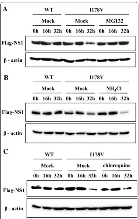 Figure 6 I178V mutation induces proteasome degradation of NS1 protein. A–C 293T cells transfected with plasmids expressing H7N9 NS1‑WT (WT) or NS1‑I178V (I178V) were treated with CHX (100 μg/mL), then were either mock treated or treated with MG132 (10 μM) 