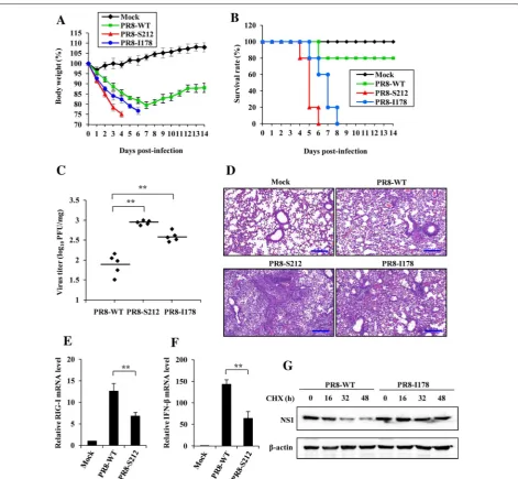 Figure 7 P212S and V178I mutation in NS1 of PR8 virus enhances its virulence in vivo. A Shown is the body weight change of mice mock infected or infected with PR8‑WT, PR8‑S212 or PR8‑I178 (1 × 104 PFU/mouse)