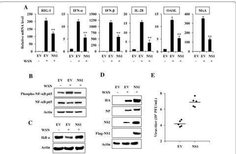 Figure 1 H7N9 NS1 protein impairs host innate immune response. A 293T cells transfected with plasmids expressing H7N9 NS1 or empty vector (EV) were infected with WSN virus (MOI = 1) for 12 h, followed by quantitative real‑time PCR to detect the mRNA levels