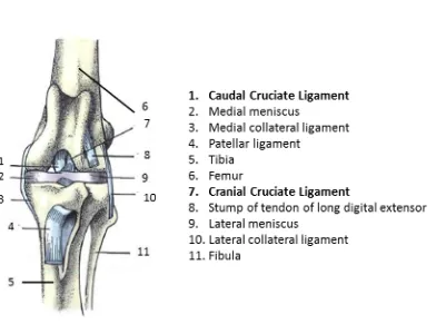 Figure 1.1. Cranial view of the left stifle joint of the dog. The patella has been 