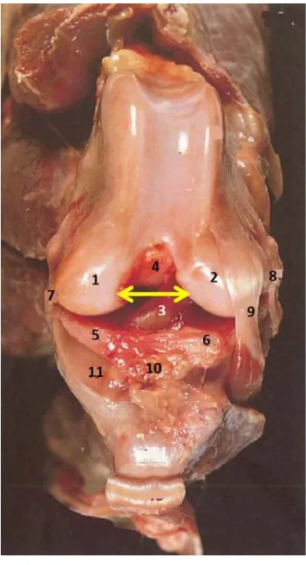 Figure 1.4. Cranial aspect of the left stifle joint of a dog depicting the intercondylar notch