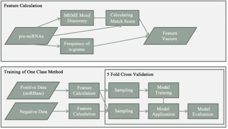 Figure 2. The sequence logo corresponding to one of the motifs discovered in this study