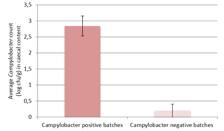 Figure 2.9: Campylobacter quantification in carcass according to batch colonisation status including 95% 