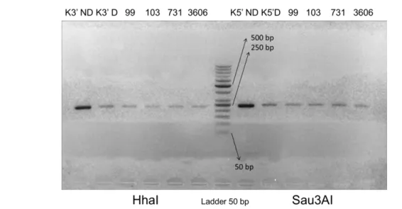 Figure 3.  HhaI and Sau3AI RFLP showing none of the PCR products were digested. 