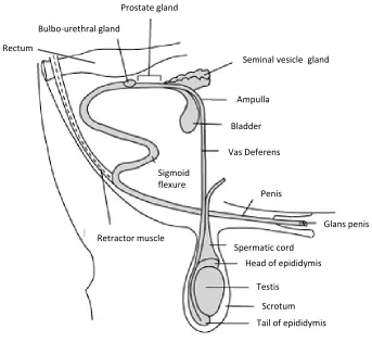 Figure 1.6. Anatomical diagram of the reproductive organs of the bull.Sperm are generated in the testis, mature during travel through the epididymis, move into the vas deferensand out via the penis on ejaculation