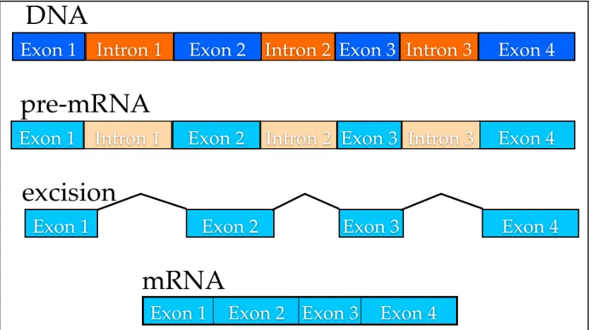Figure 1:1 During transcription in eukaryotes, the non-coding introns regions are spliced out from the pre-mRNA and the resulting mRNA can then be translated by ribosomal RNA
