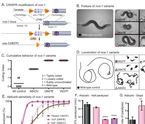 Figure 3The proband’s NALCN variant is pathogenic in Caenorhabditis elegans and phenocopies a known gain-of-function allele
