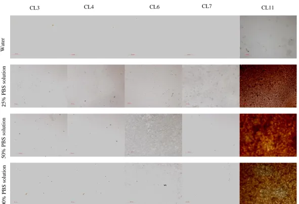 Figure  4.4  Page 114 Mineral deposition study, Images show surfaces exposed to differing concentrations of PBS for 7 days, then stained using von Kossa’s stain for mineralisation, positive staining (brown) shown on CL11