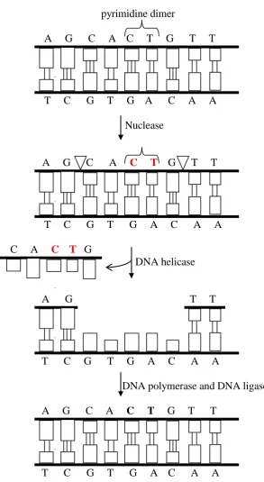 Figure 1.2: Main steps in the nucleotide excision repair pathway 