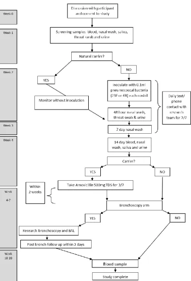Figure 2.1: Flow chart of Dose-Ranging study appointments. The throat swab was not 