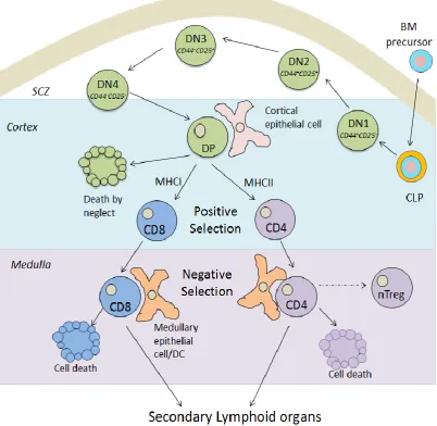 Figure 1.1 Schematic diagram of T cell development within the thymus 