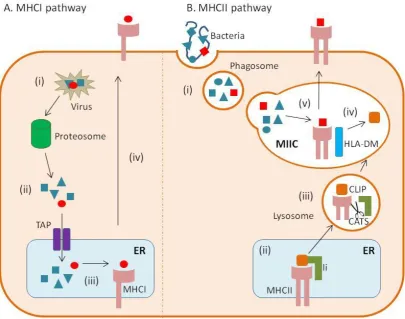 Figure 1.2. DC antigen presentation pathways 