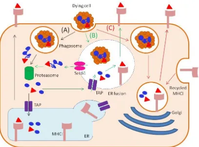 Figure 1.3 DC cross presentation pathways 