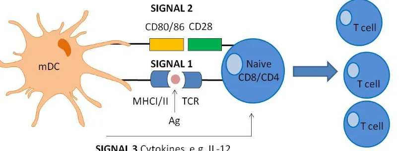 Figure 1.4. Schematic diagram of DC-mediated T cell activation within peripheral lymphoid organs  